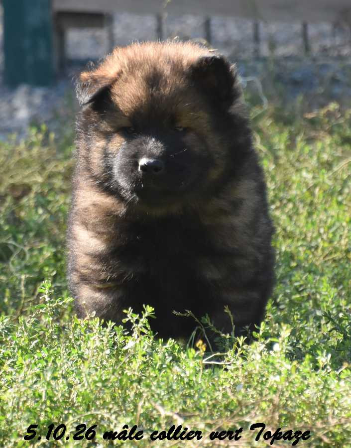 Des crinières de feu - Chiots disponibles - Eurasier