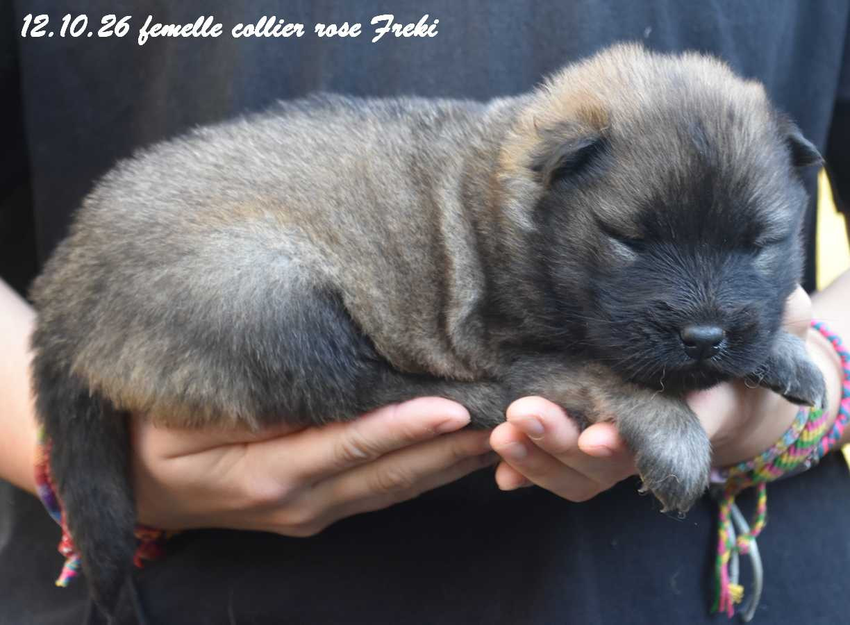Des crinières de feu - Chiots disponibles - Eurasier