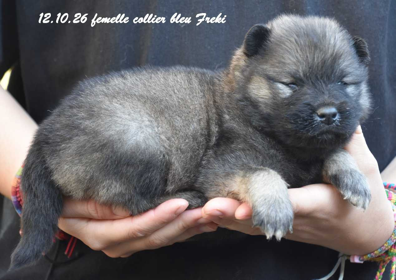 Des crinières de feu - Chiots disponibles - Eurasier