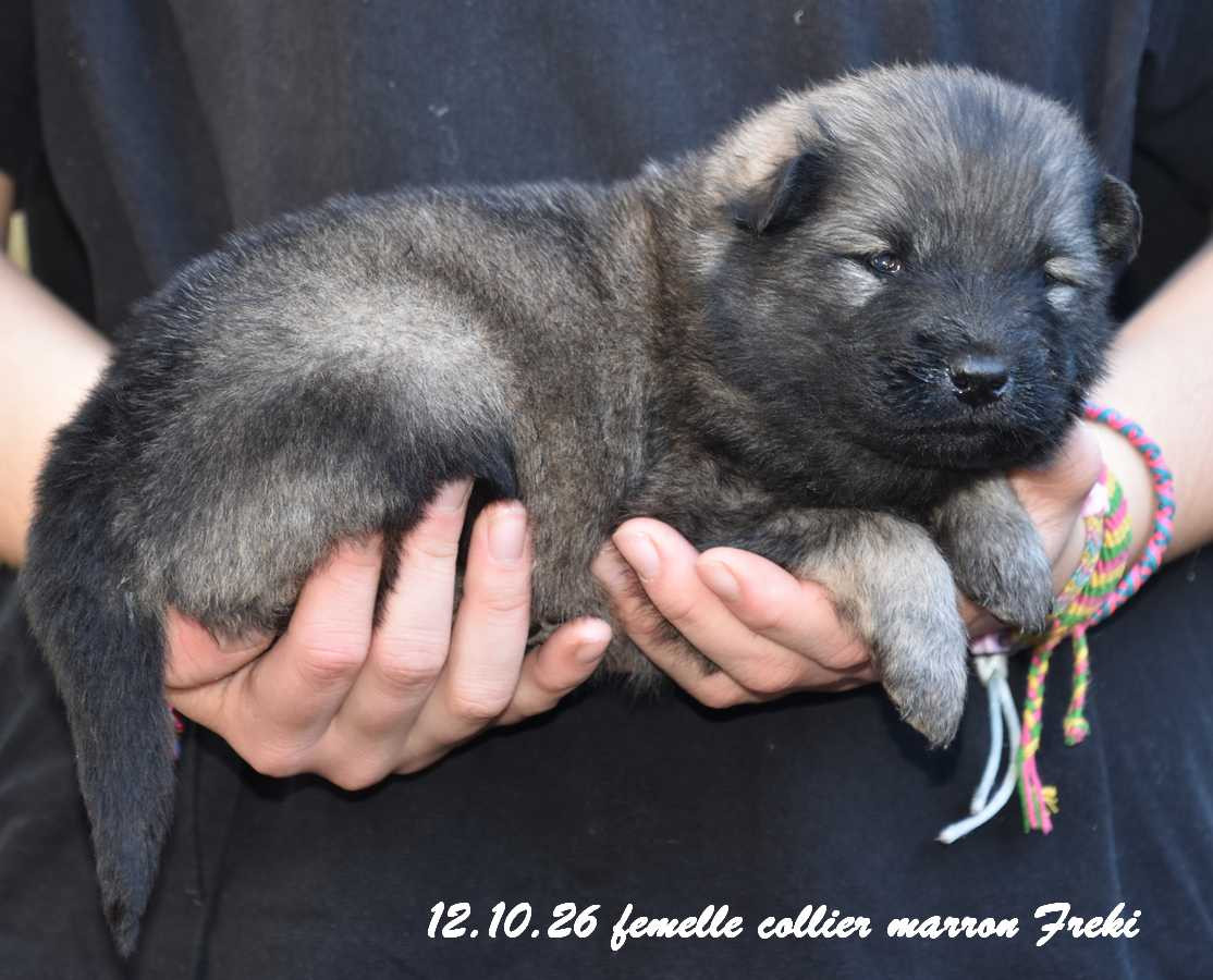 Des crinières de feu - Chiots disponibles - Eurasier