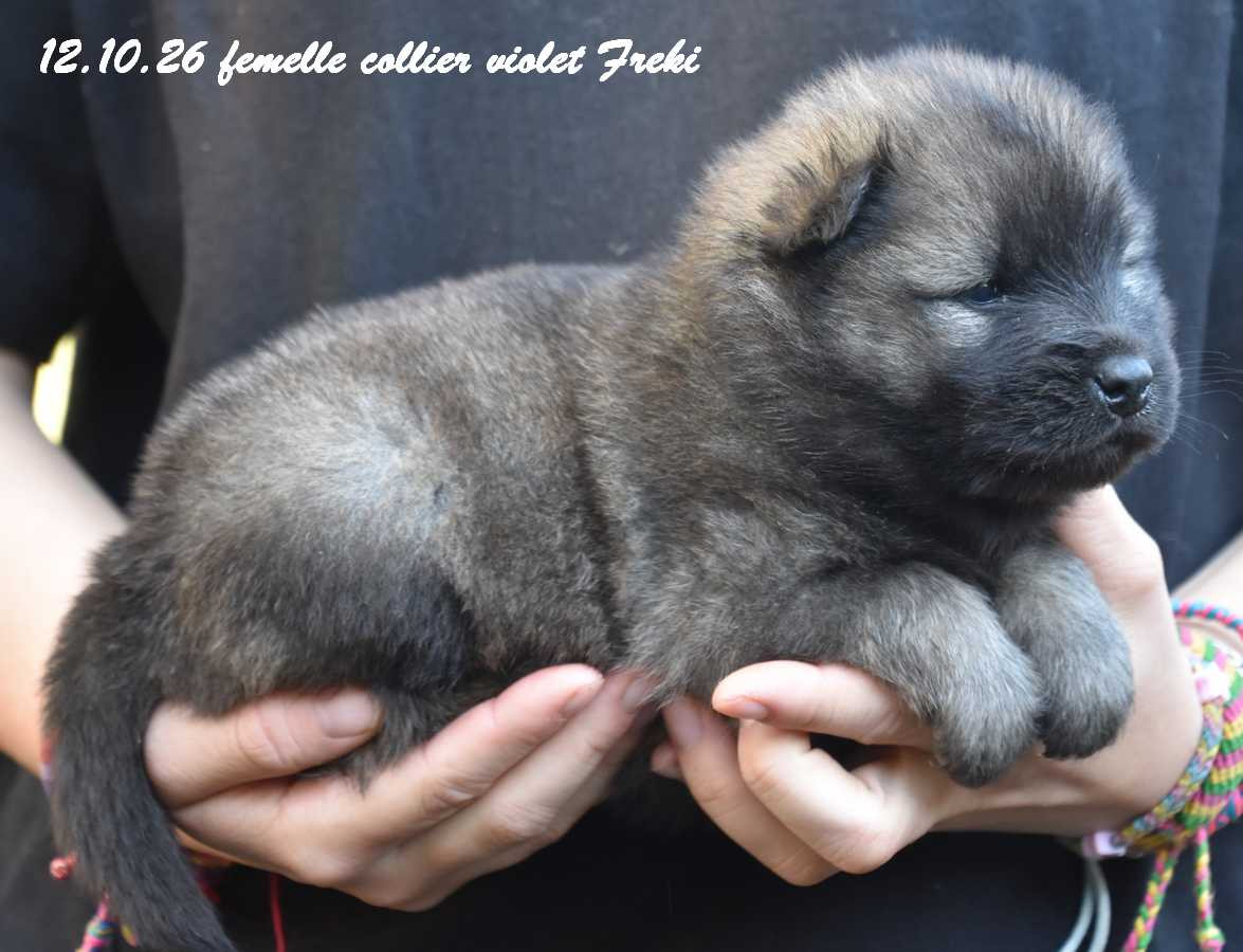 Des crinières de feu - Chiots disponibles - Eurasier