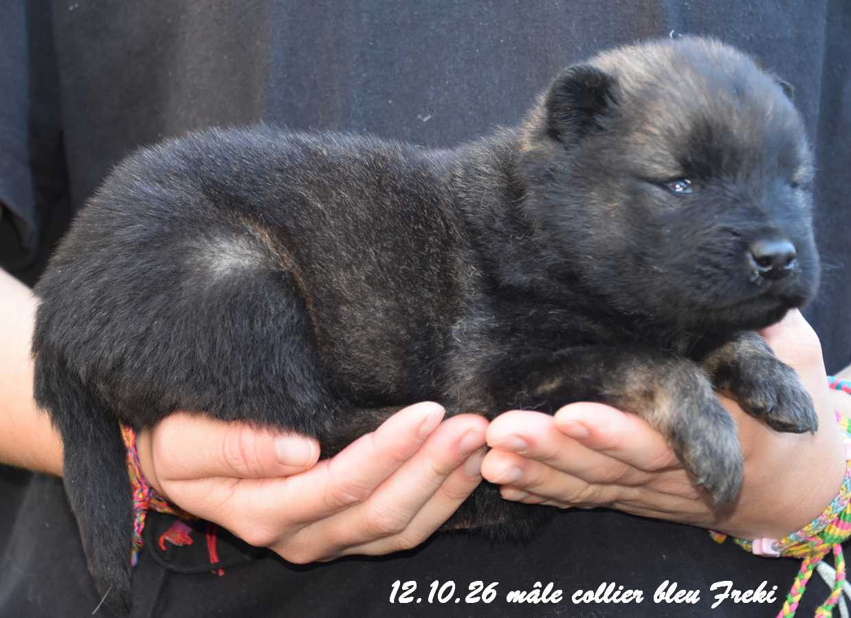 Des crinières de feu - Chiots disponibles - Eurasier
