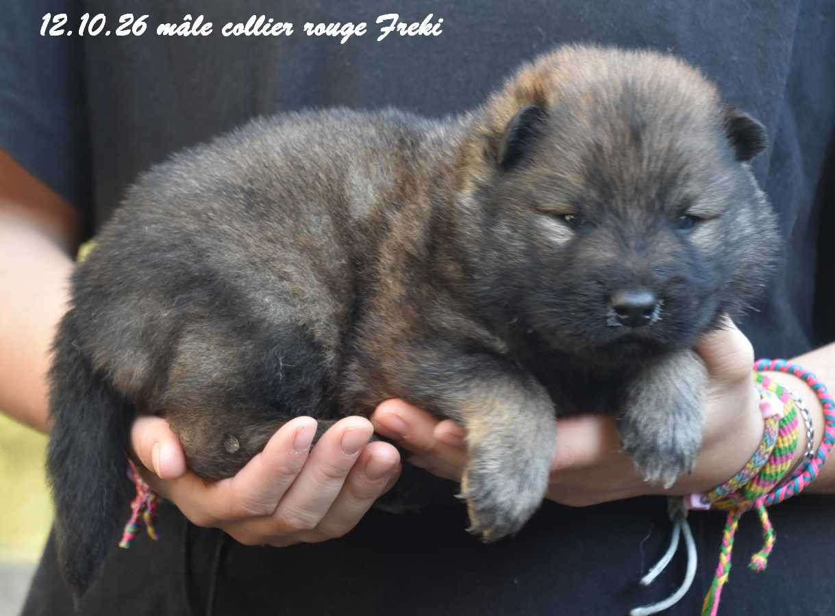 Des crinières de feu - Chiots disponibles - Eurasier