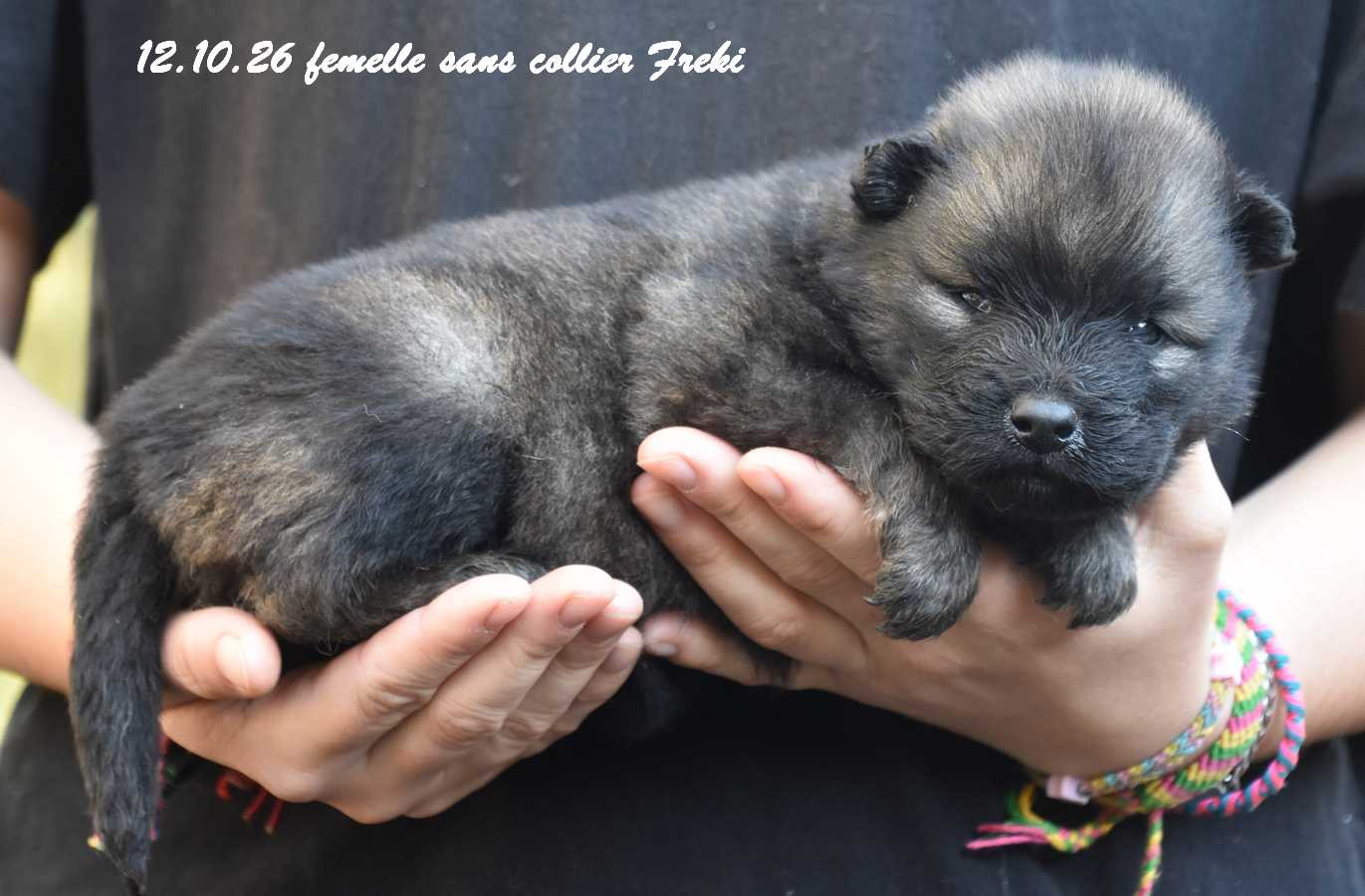 Des crinières de feu - Chiots disponibles - Eurasier
