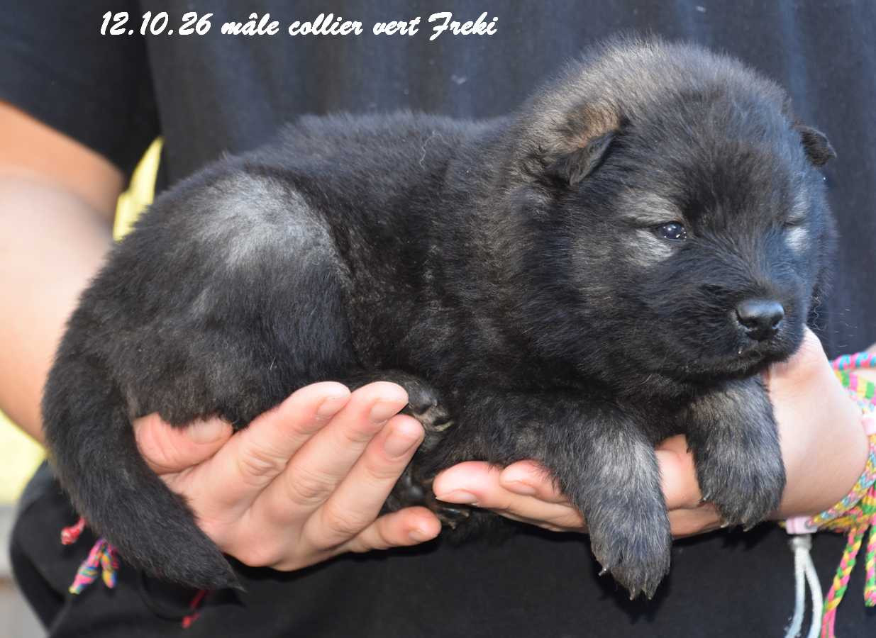 Des crinières de feu - Chiots disponibles - Eurasier