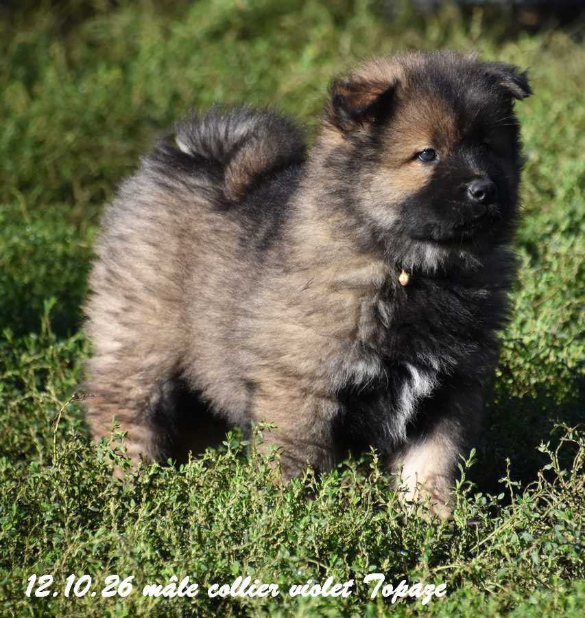 Des crinières de feu - Chiots disponibles - Eurasier