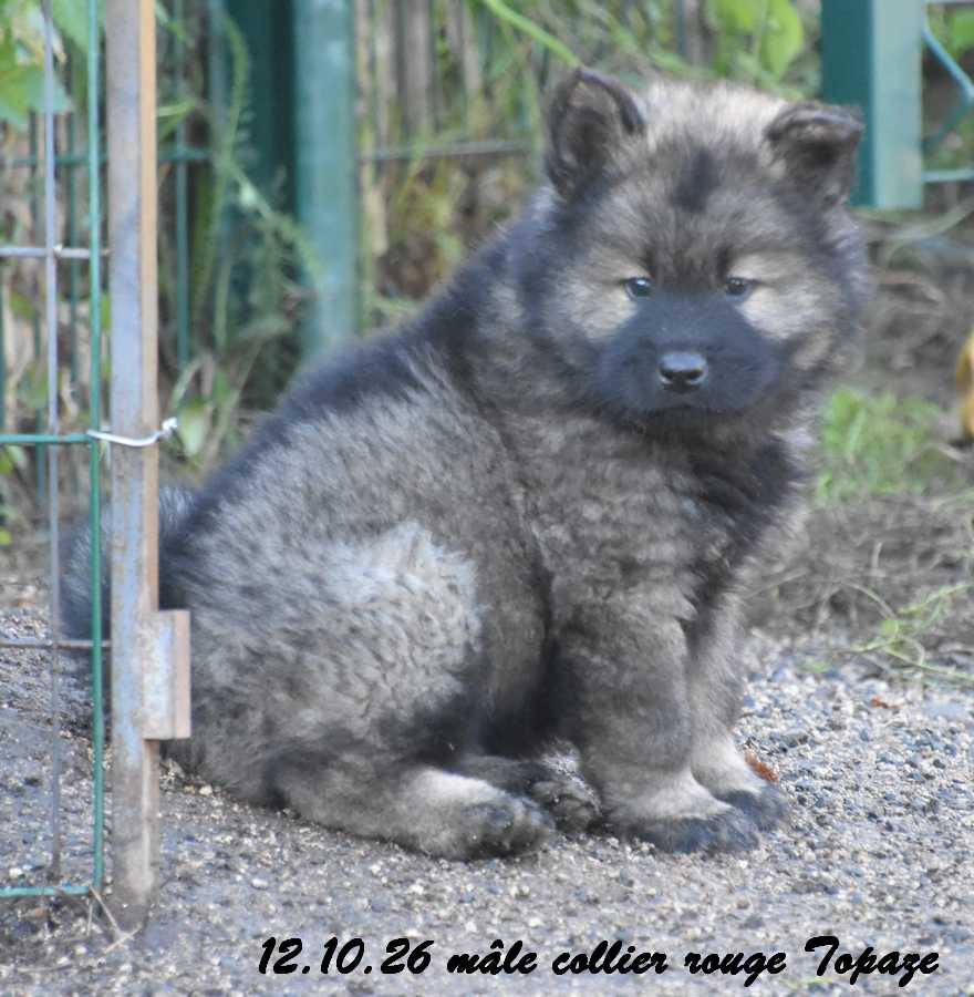 Des crinières de feu - Chiots disponibles - Eurasier
