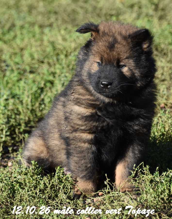 Des crinières de feu - Chiots disponibles - Eurasier