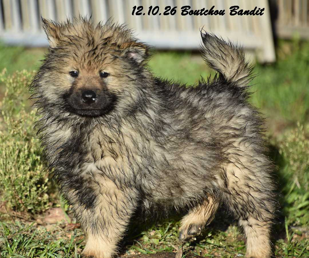 Boutchou Bandit