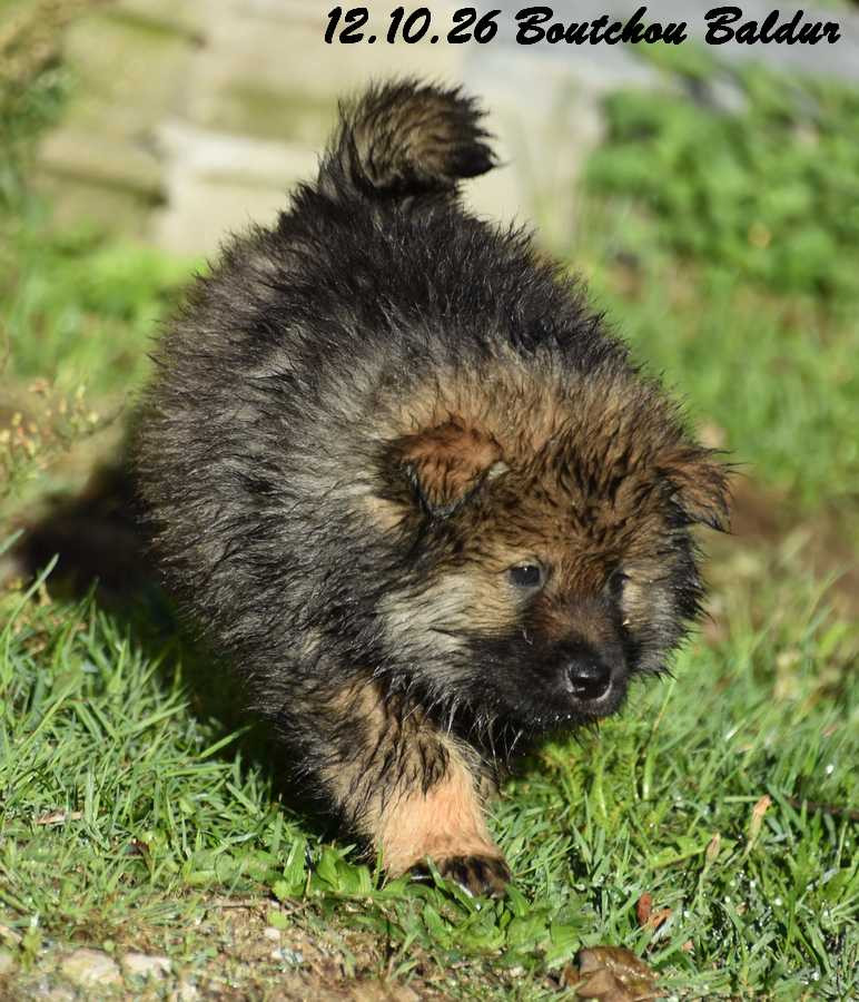 Boutchou Baldur