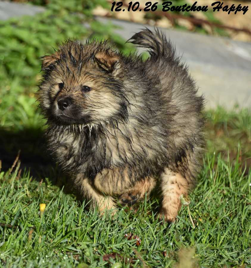 Des crinières de feu - Chiots disponibles - Eurasier