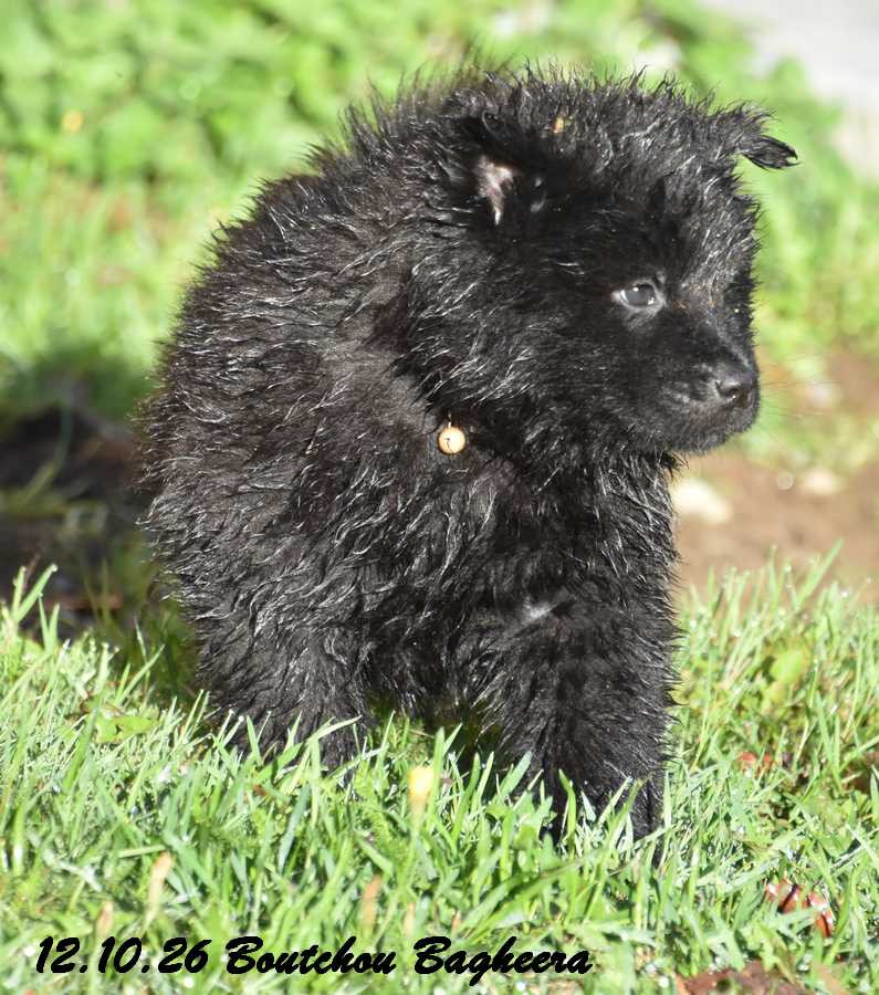 Des crinières de feu - Chiots disponibles - Eurasier