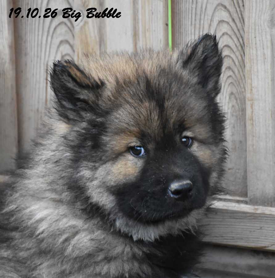 Des crinières de feu - Chiots disponibles - Eurasier