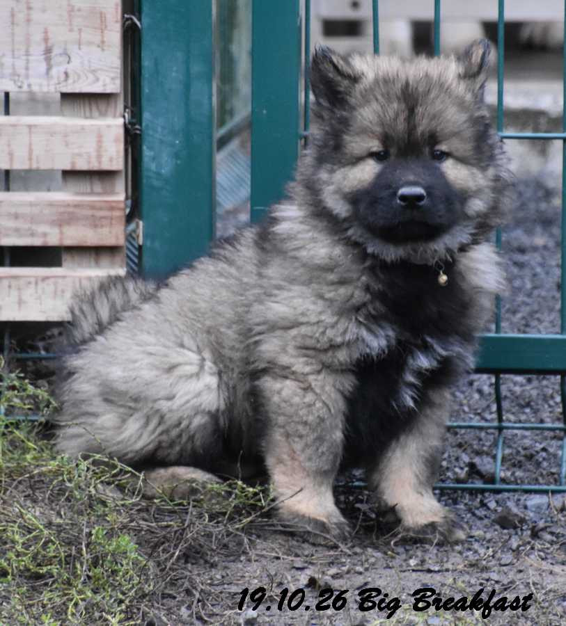 Des crinières de feu - Chiots disponibles - Eurasier