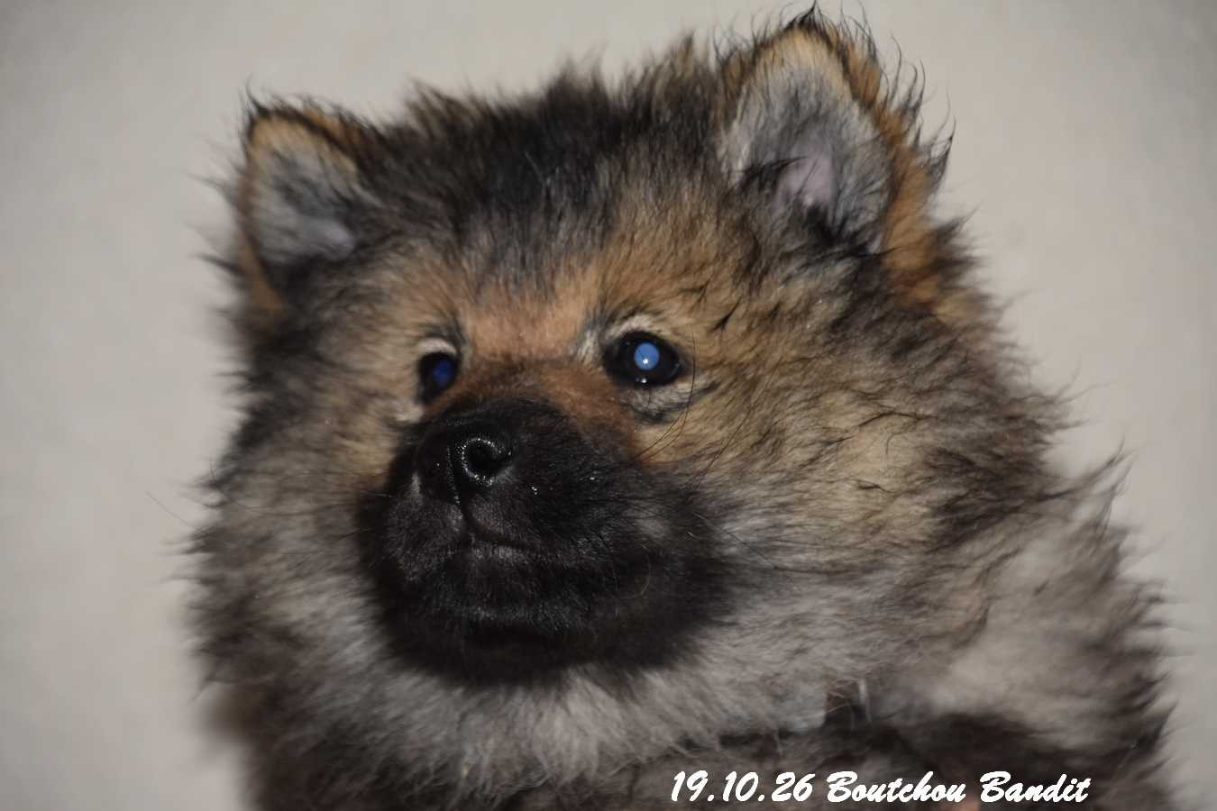Des crinières de feu - Chiots disponibles - Eurasier