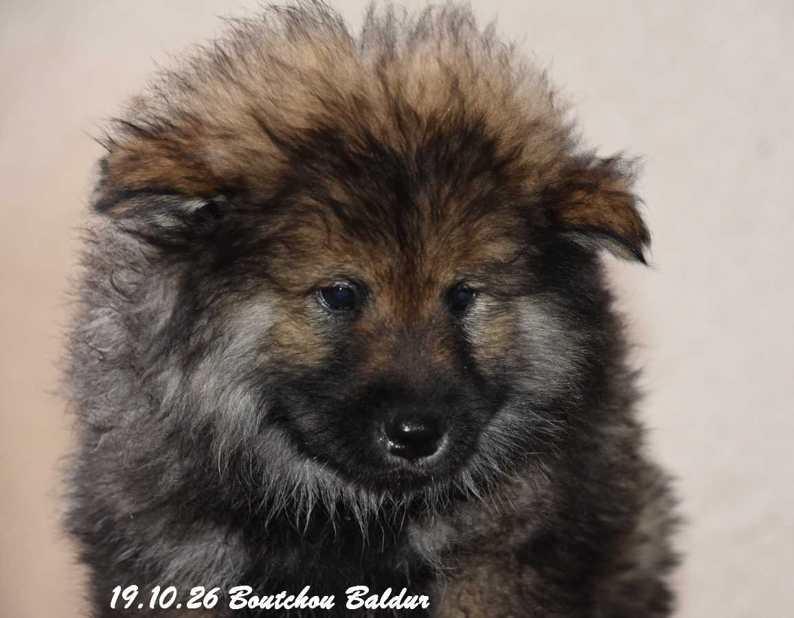 Des crinières de feu - Chiots disponibles - Eurasier