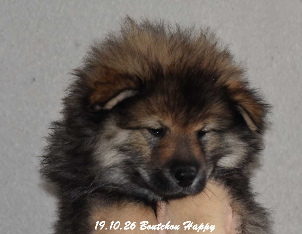 Des crinières de feu - Chiots disponibles - Eurasier