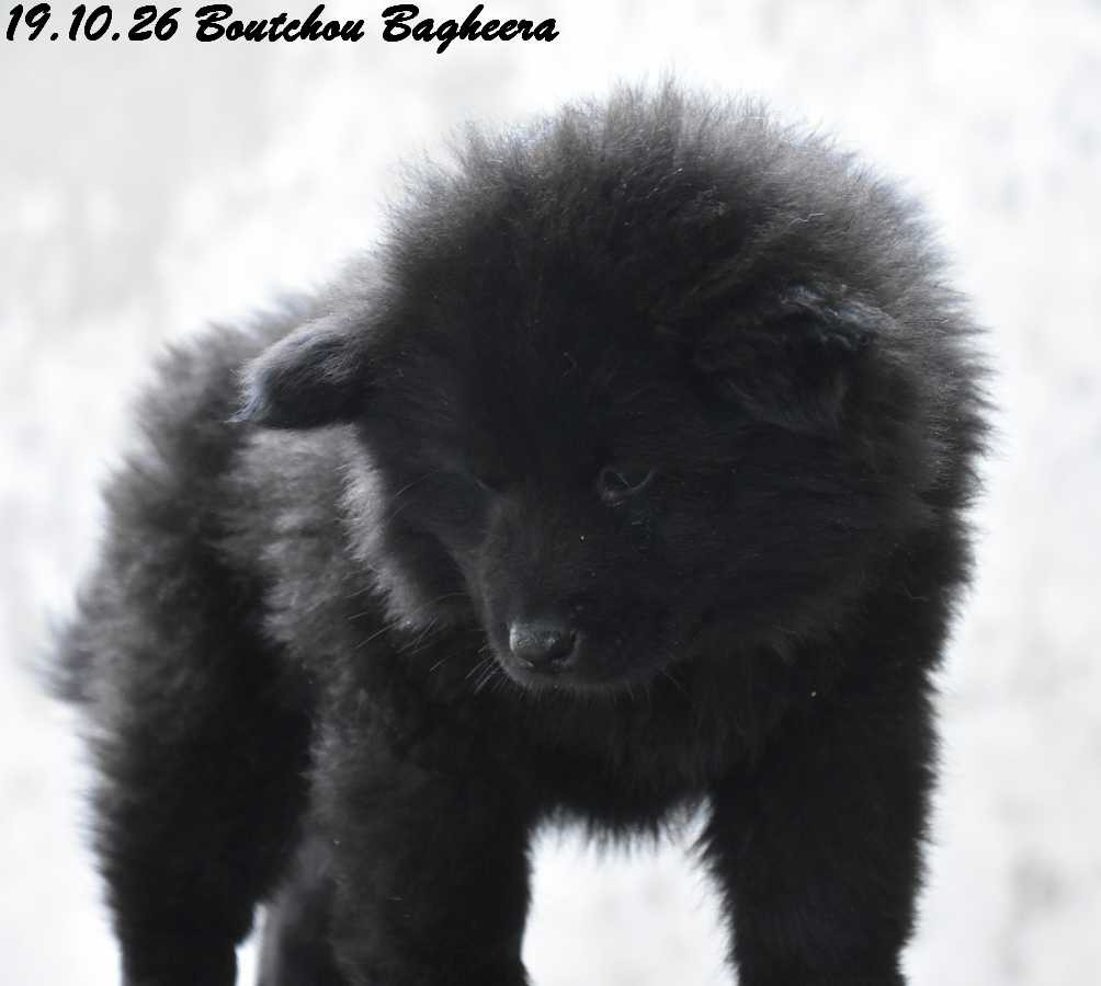 Des crinières de feu - Chiots disponibles - Eurasier