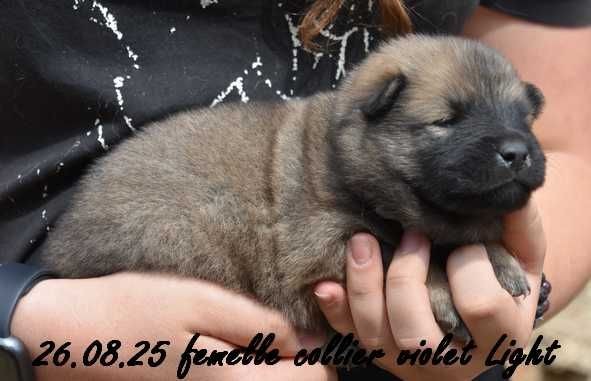 Des crinières de feu - Chiots disponibles - Eurasier