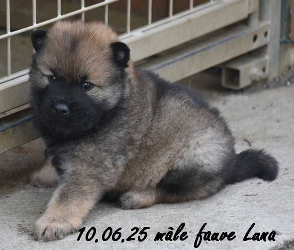 Des crinières de feu - Chiots disponibles - Eurasier