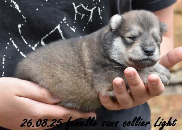 Des crinières de feu - Chiots disponibles - Eurasier