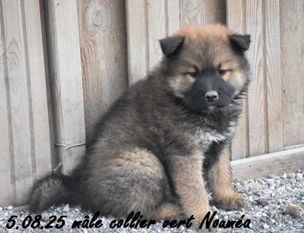 Des crinières de feu - Chiots disponibles - Eurasier