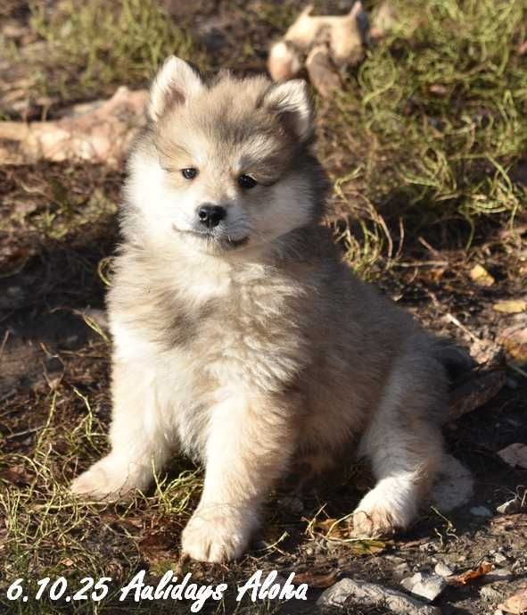 Des crinières de feu - Chiots disponibles - Eurasier