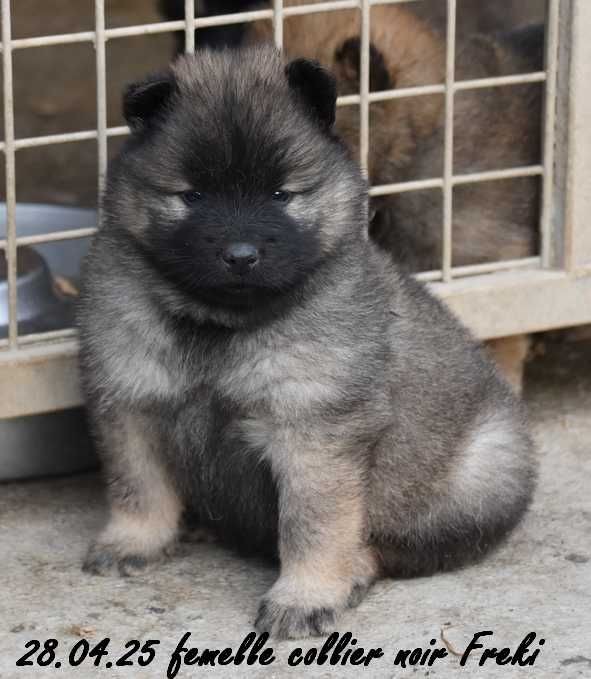 Des crinières de feu - Chiots disponibles - Eurasier