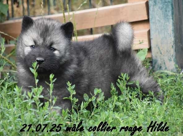 Des crinières de feu - Eurasier - Portée née le 16/06/2025