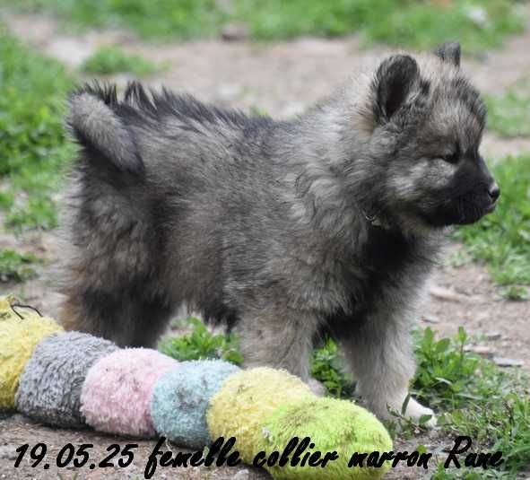 Des crinières de feu - Chiots disponibles - Eurasier