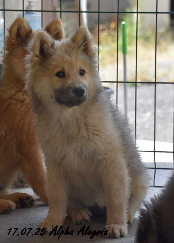 Des crinières de feu - Eurasier - Portée née le 26/03/2025