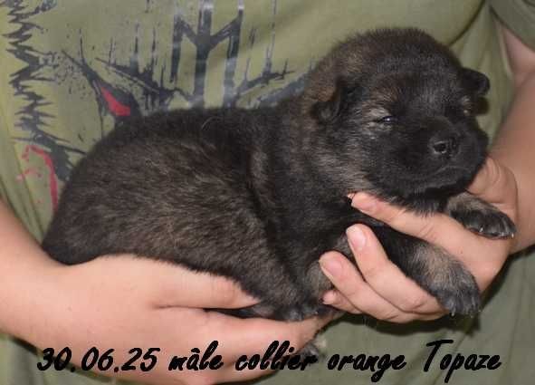 Des crinières de feu - Chiots disponibles - Eurasier
