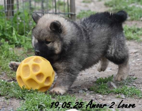 Des crinières de feu - Chiots disponibles - Eurasier