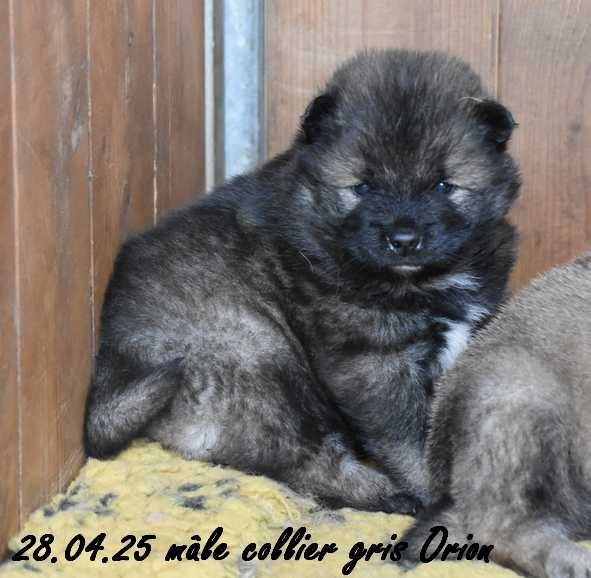 Des crinières de feu - Chiots disponibles - Eurasier