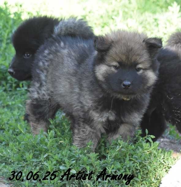Des crinières de feu - Chiots disponibles - Eurasier