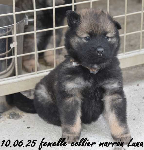 Des crinières de feu - Chiots disponibles - Eurasier