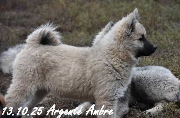 Des crinières de feu - Chiots disponibles - Eurasier