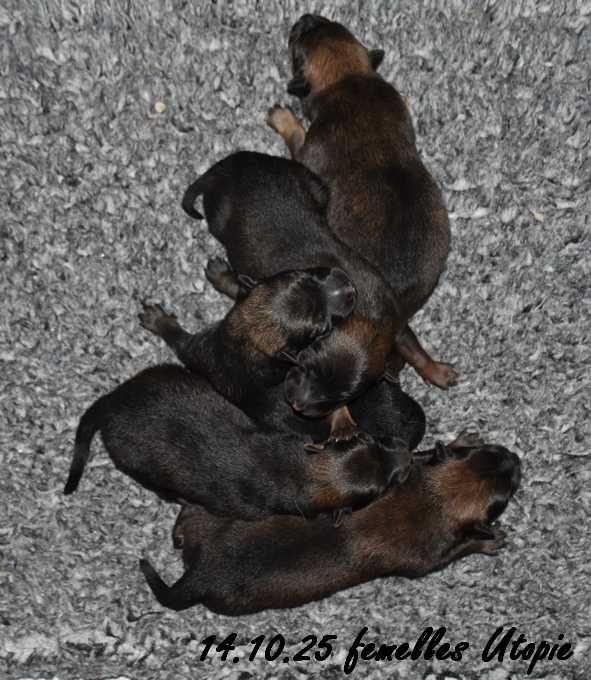 Des crinières de feu - Chiots disponibles - Eurasier
