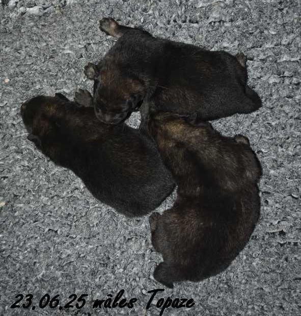 Des crinières de feu - Chiots disponibles - Eurasier