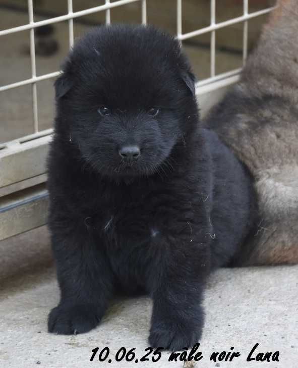 Des crinières de feu - Chiots disponibles - Eurasier