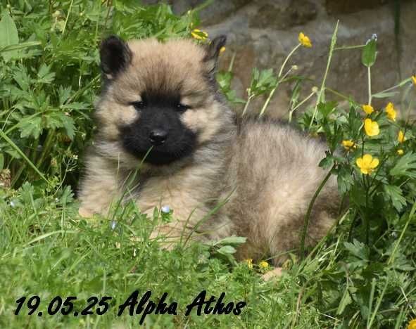 Des crinières de feu - Chiots disponibles - Eurasier