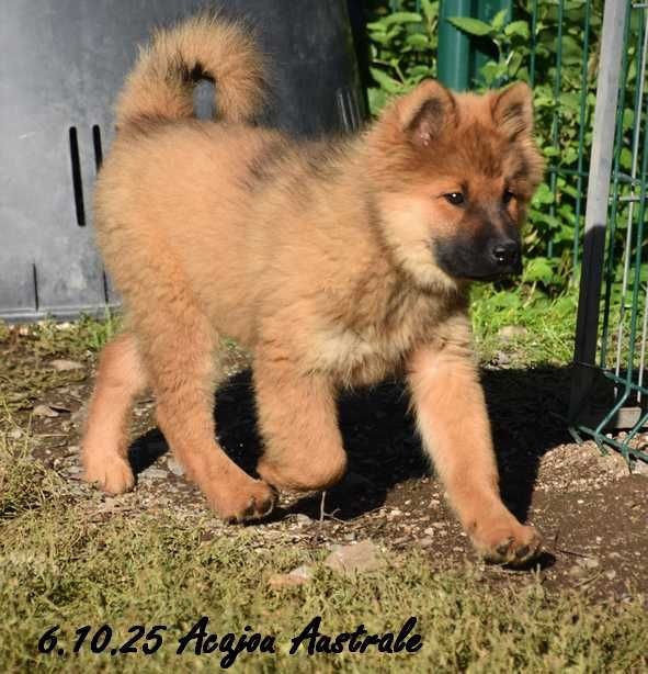 Des crinières de feu - Chiots disponibles - Eurasier
