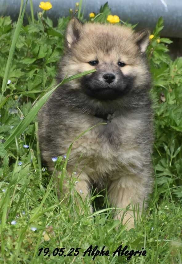 Des crinières de feu - Chiots disponibles - Eurasier