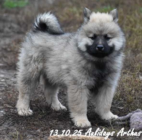 Des crinières de feu - Chiots disponibles - Eurasier