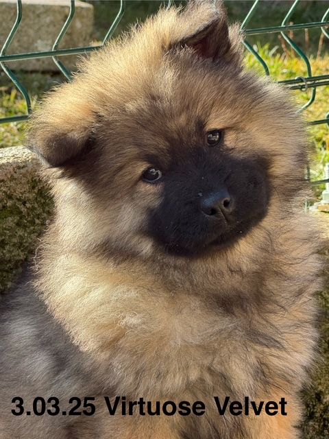 Des crinières de feu - Chiots disponibles - Eurasier