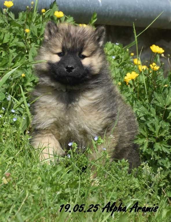 Des crinières de feu - Chiots disponibles - Eurasier