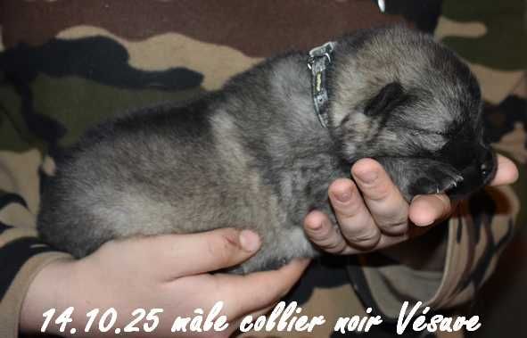 Des crinières de feu - Chiots disponibles - Eurasier