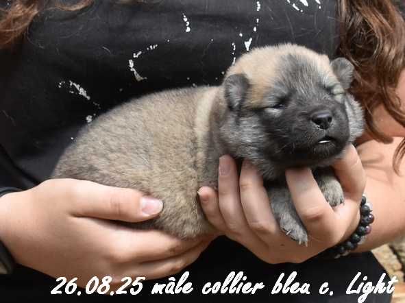 Des crinières de feu - Chiots disponibles - Eurasier