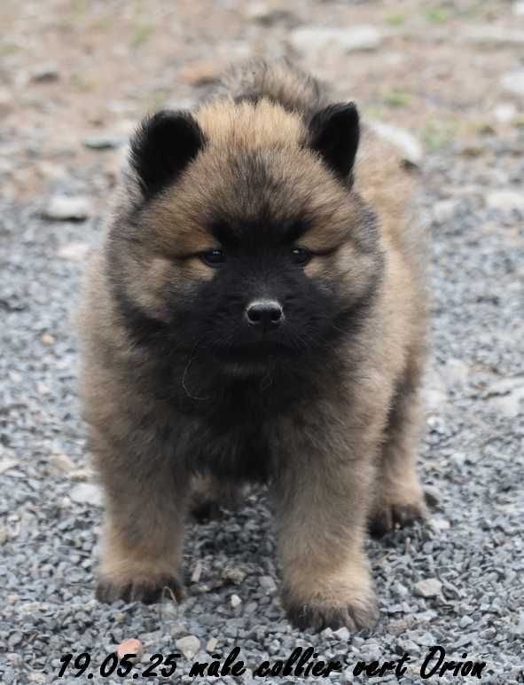 Des crinières de feu - Chiots disponibles - Eurasier