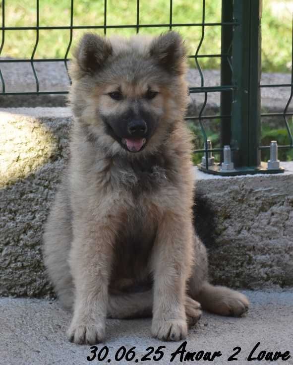 Des crinières de feu - Chiots disponibles - Eurasier